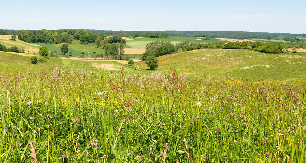 A verdant meadow with wildflowers and trees, overlooking a patchwork of cultivated fields and a distant forest.